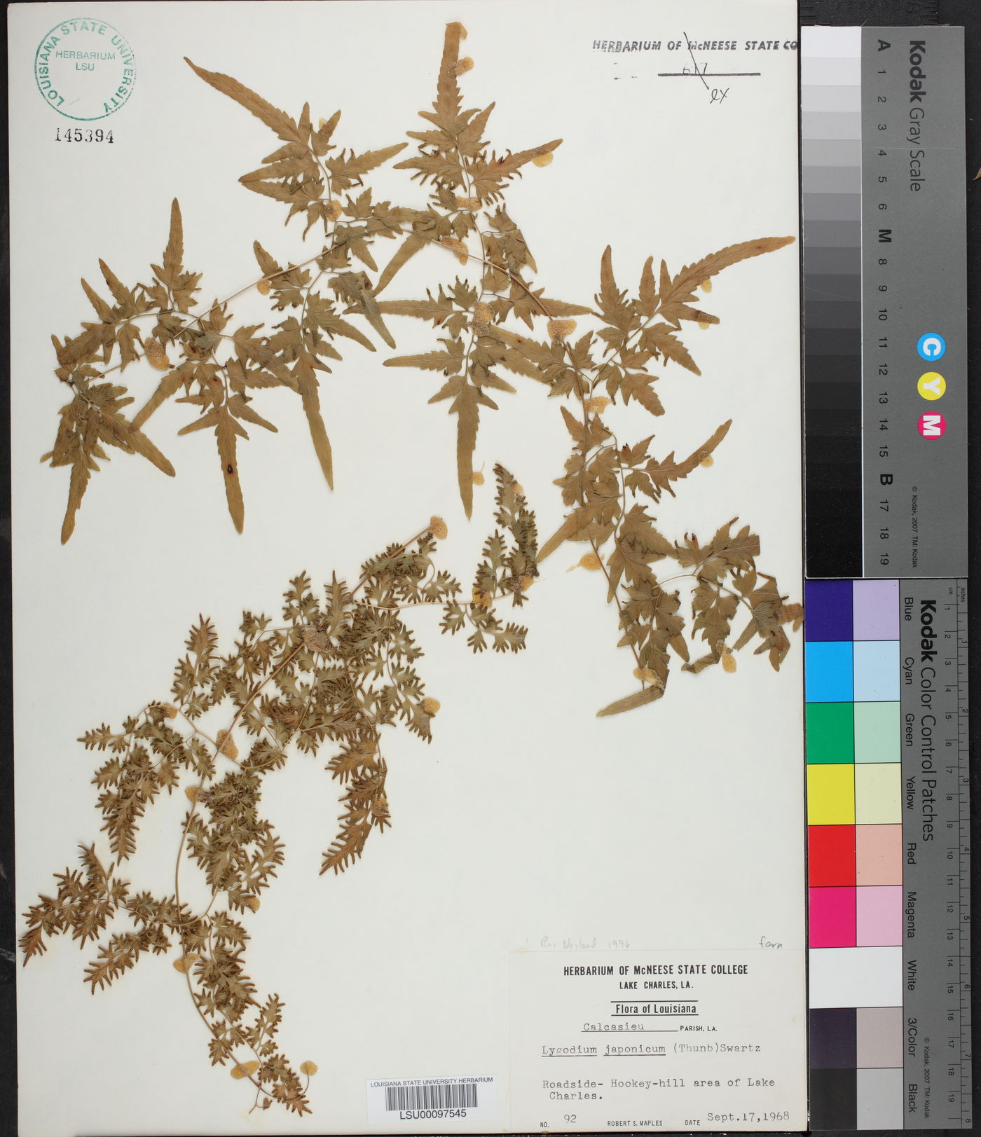 Lycopodium japonicum image