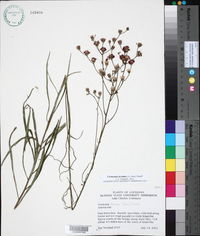 Vernonia texana image