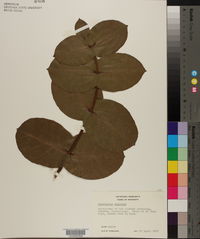 Eucalyptus neglecta image