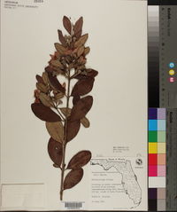 Rhodomyrtus tomentosus image