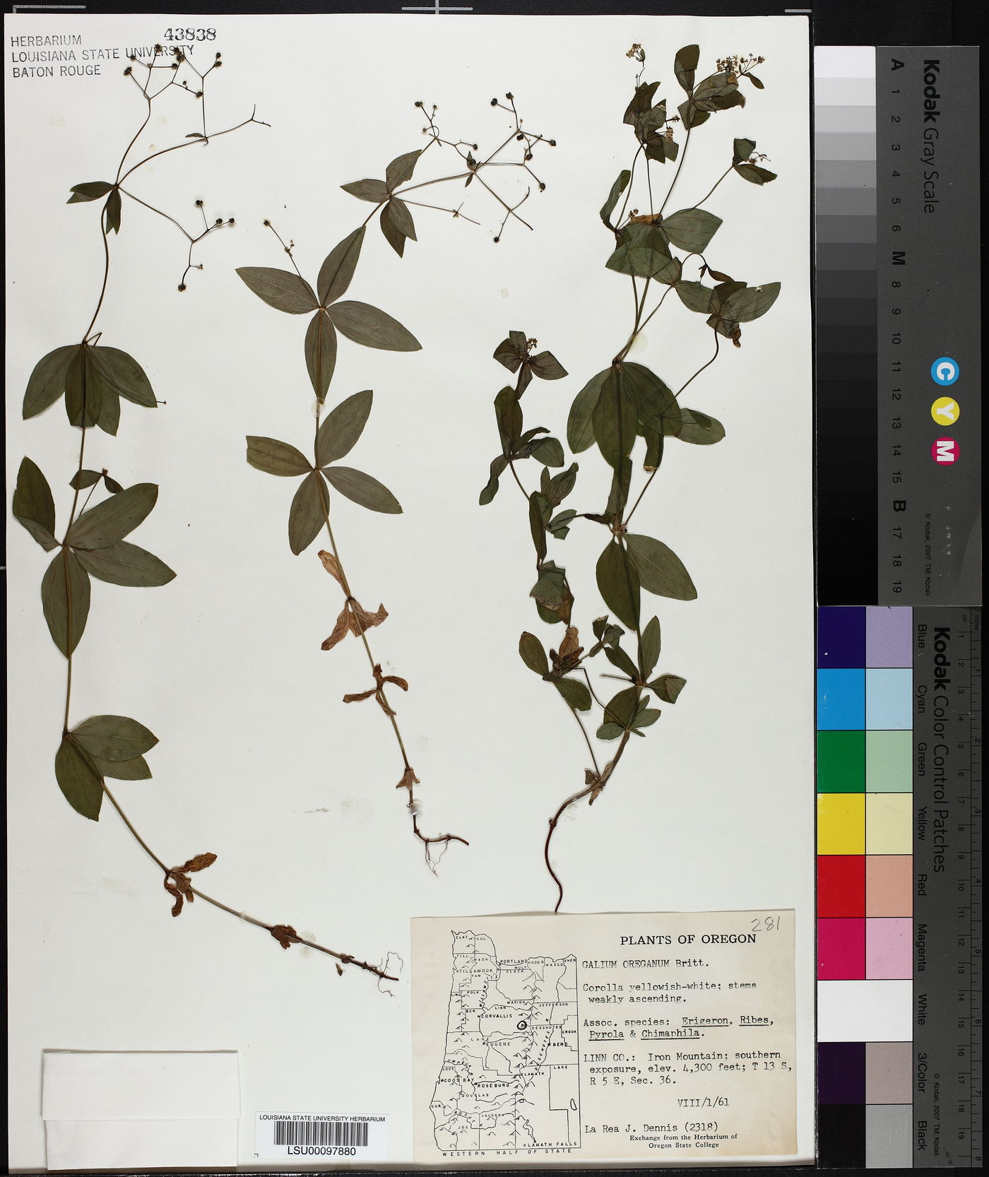 Galium oreganum image