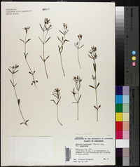 Houstonia longifolia image