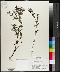 Houstonia longifolia image