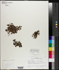 Houstonia procumbens image