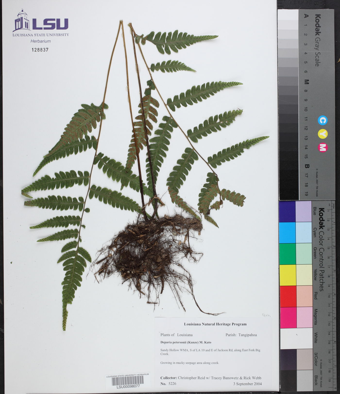 Deparia petersonii image