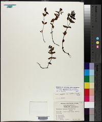 Houstonia purpurea var. montana image