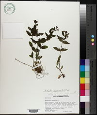 Houstonia purpurea image