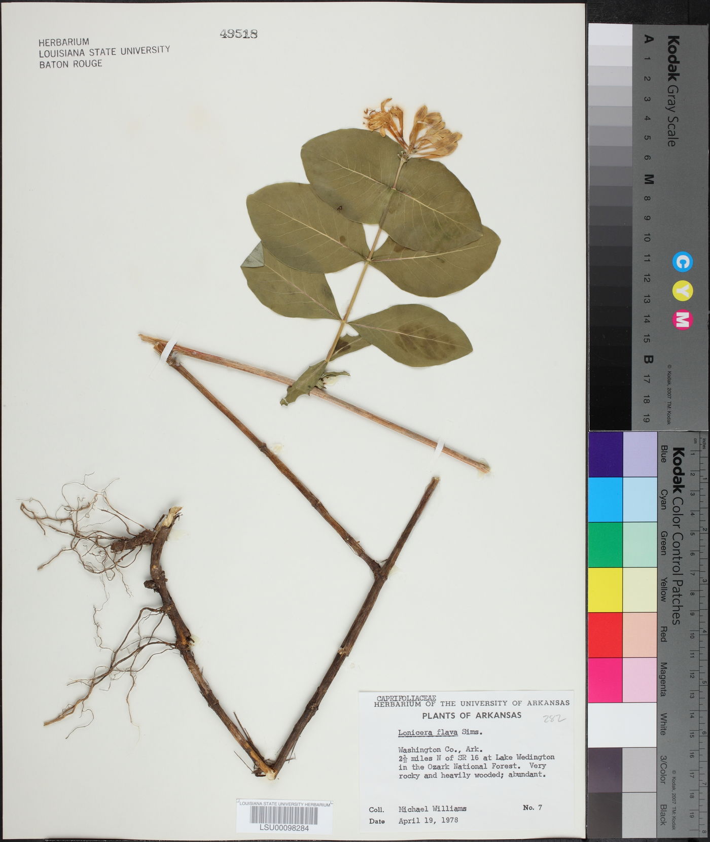 Lonicera flava image