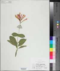 Lonicera sempervirens image