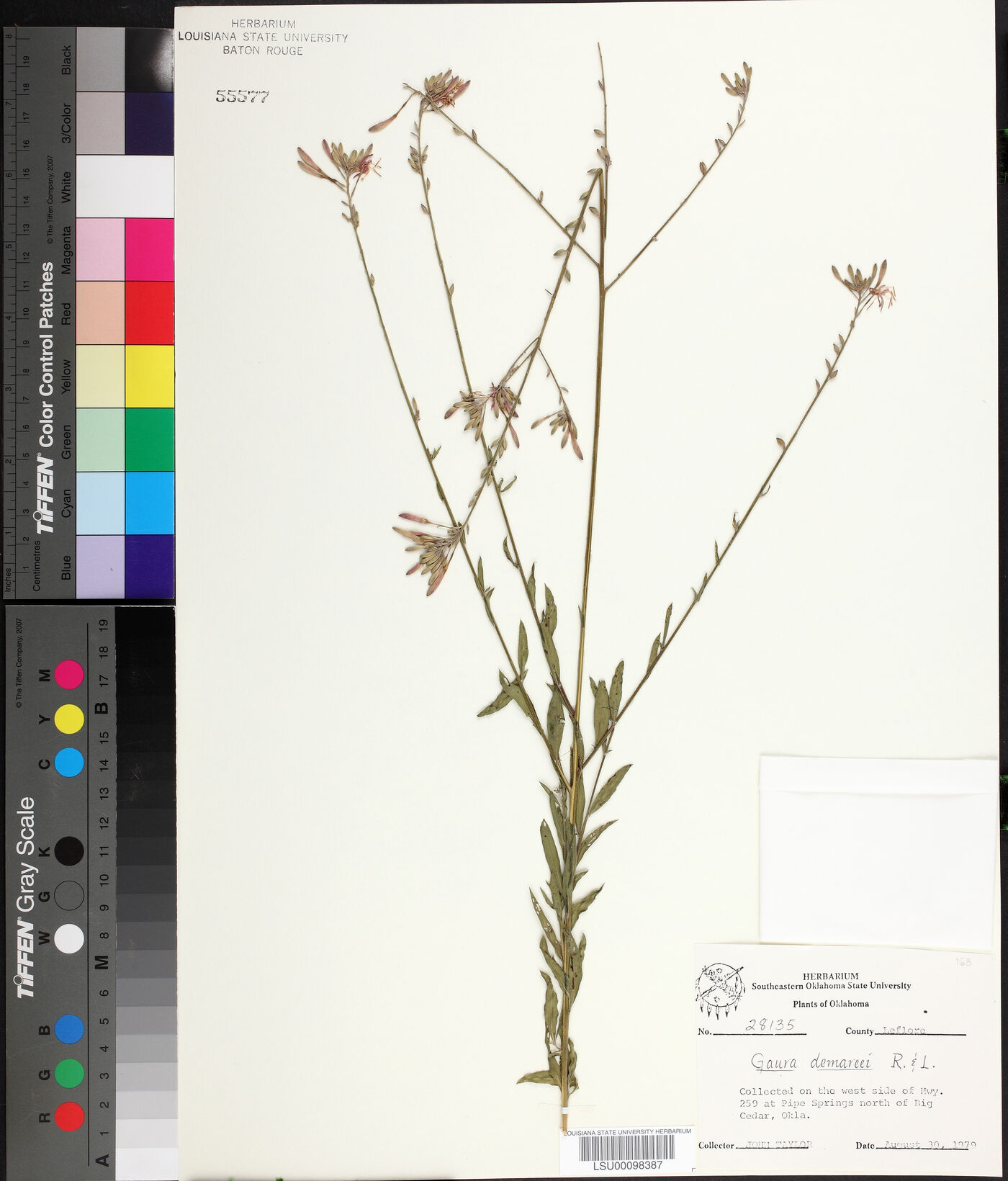 Oenothera demareei image