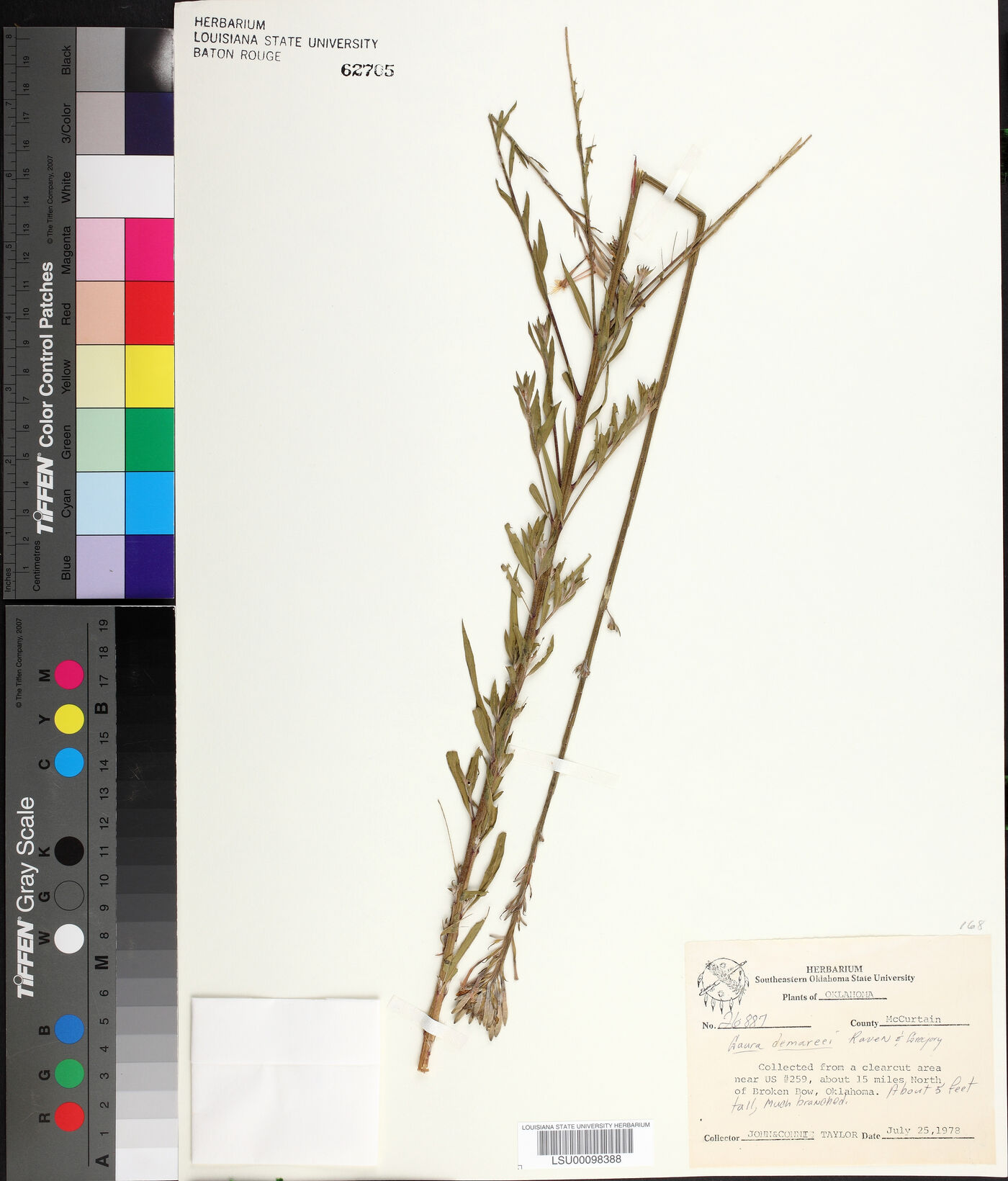 Oenothera demareei image