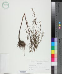 Ludwigia linearis image