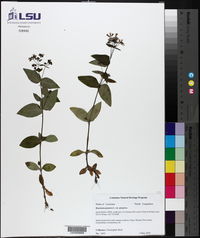 Houstonia purpurea image