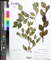 Ilex ambigua image