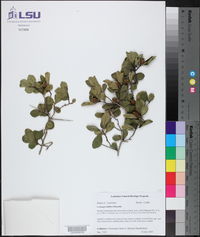 Crataegus uniflora image