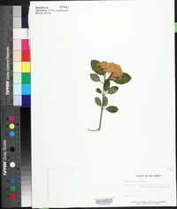 Viburnum lentago image