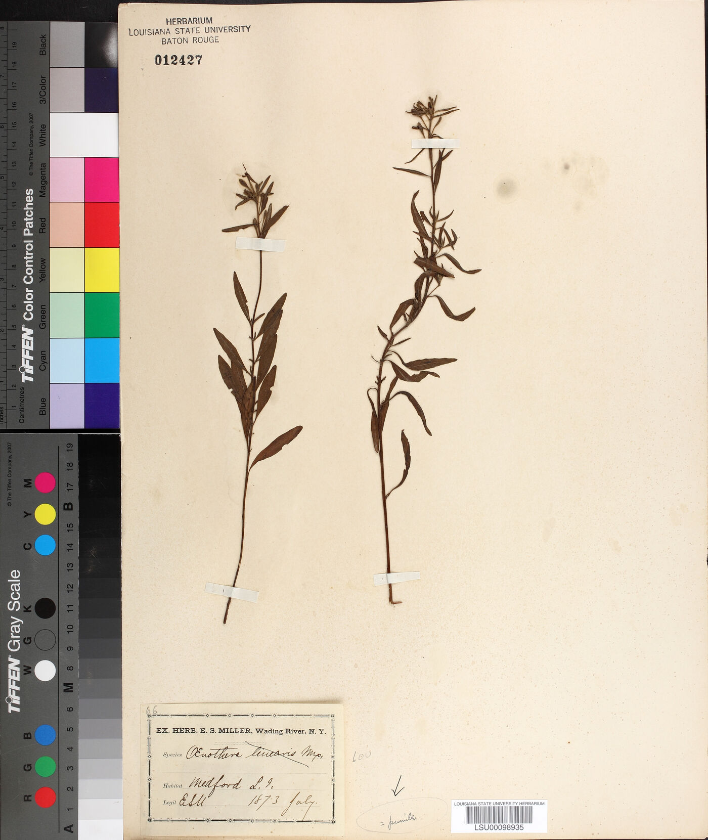 Oenothera pumila image