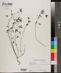 Zornia bracteata image