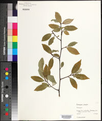 Elaeagnus pungens image