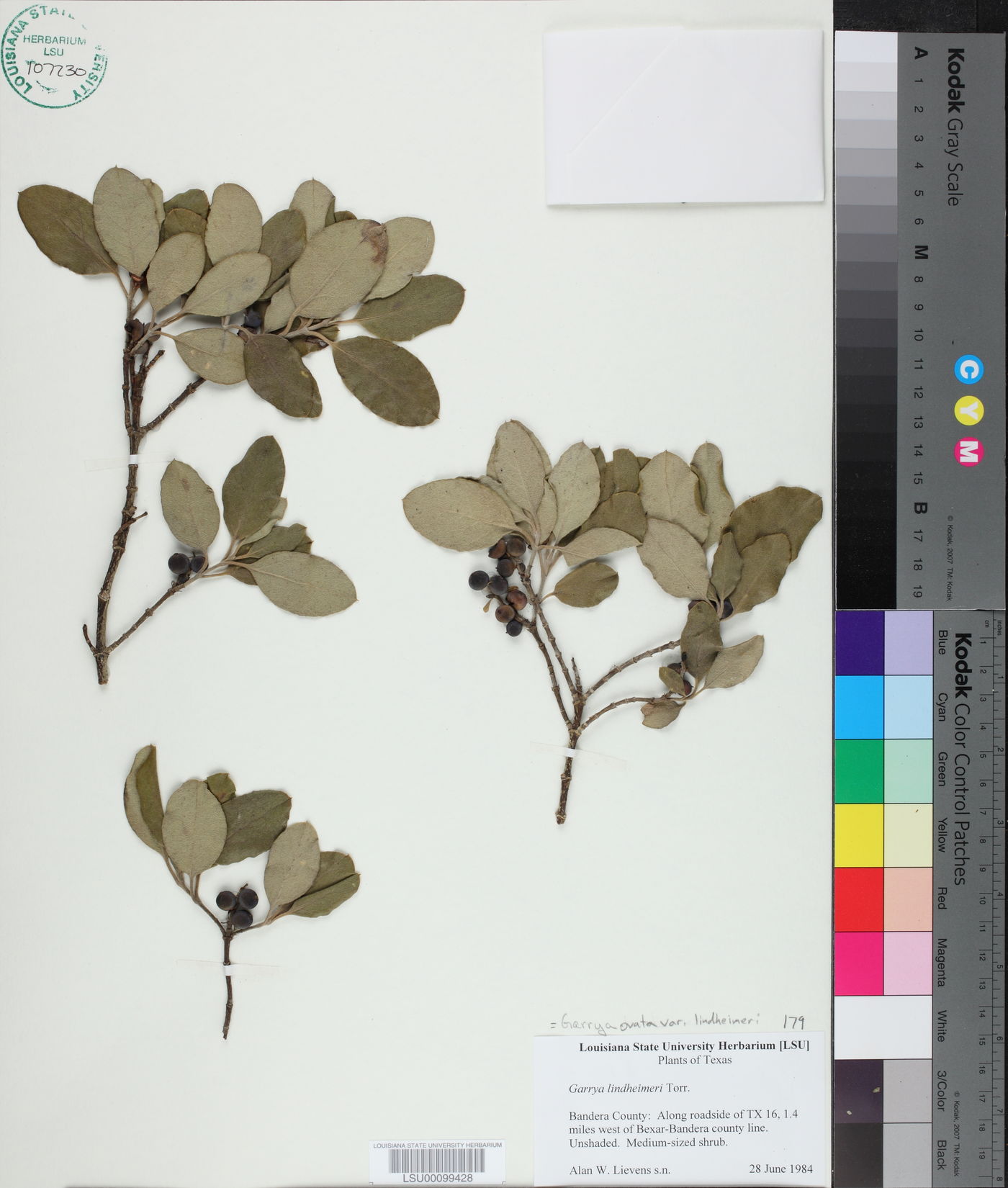 Garrya ovata subsp. lindheimeri image