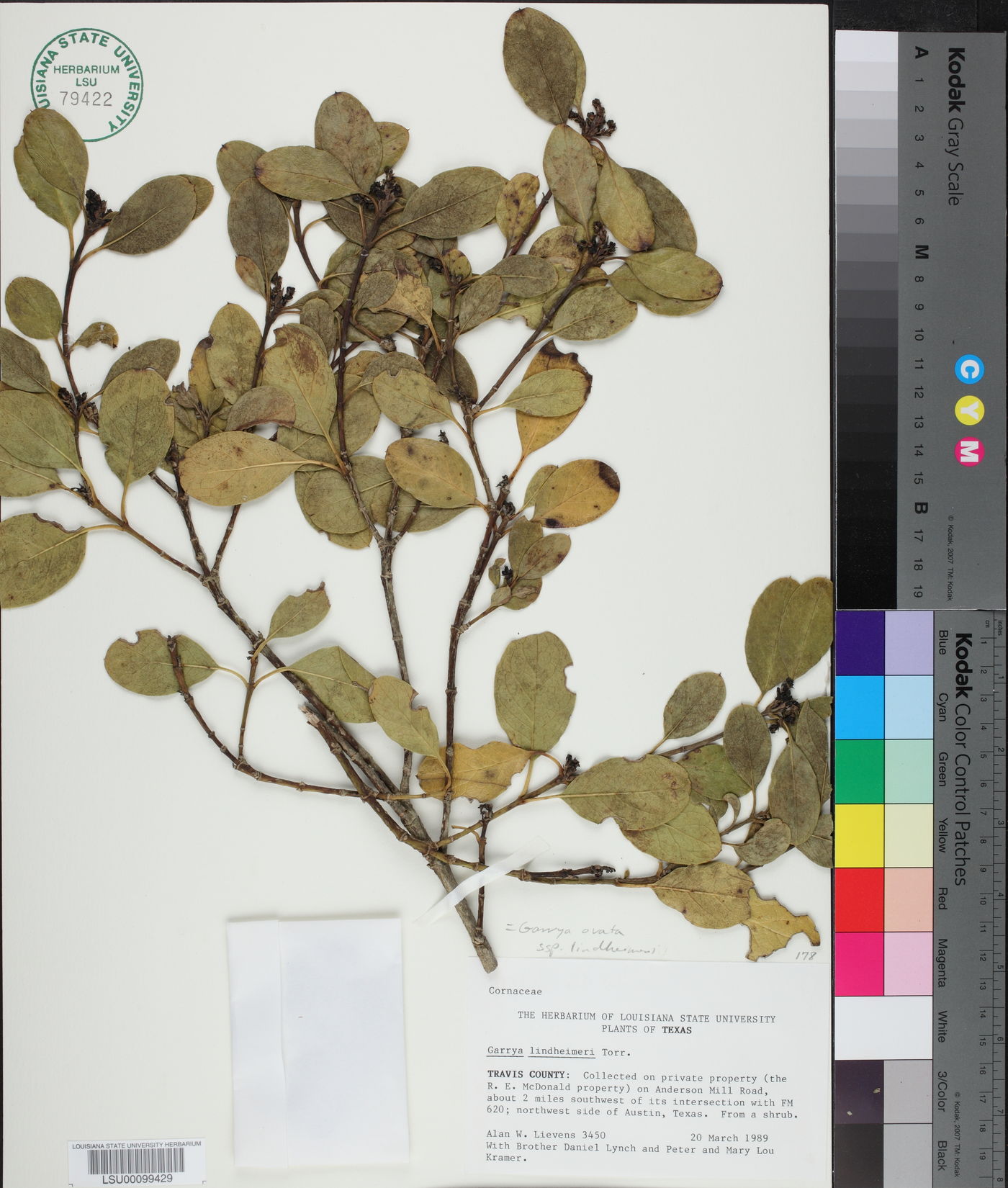 Garrya ovata subsp. lindheimeri image