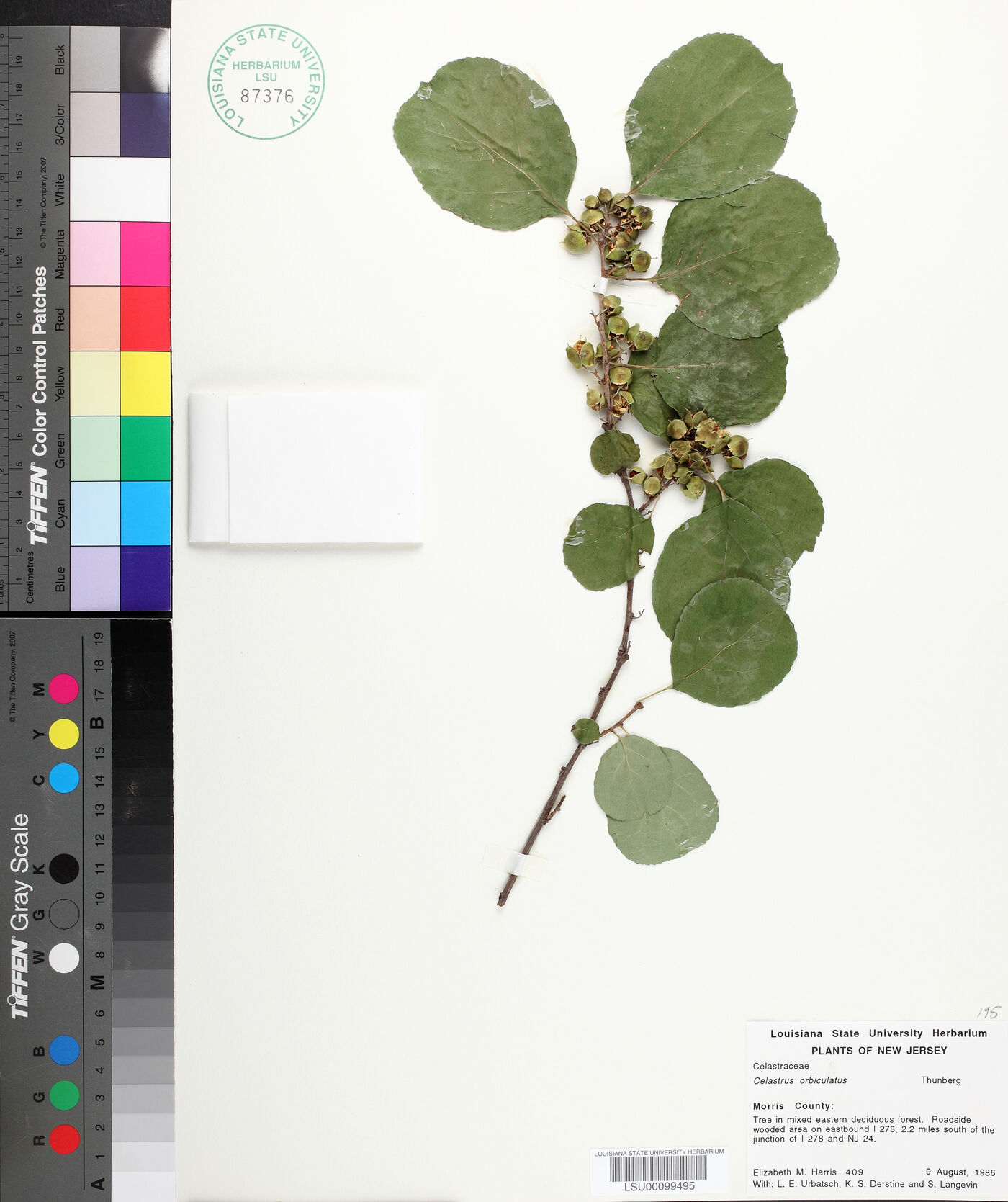 Celastrus orbiculata image