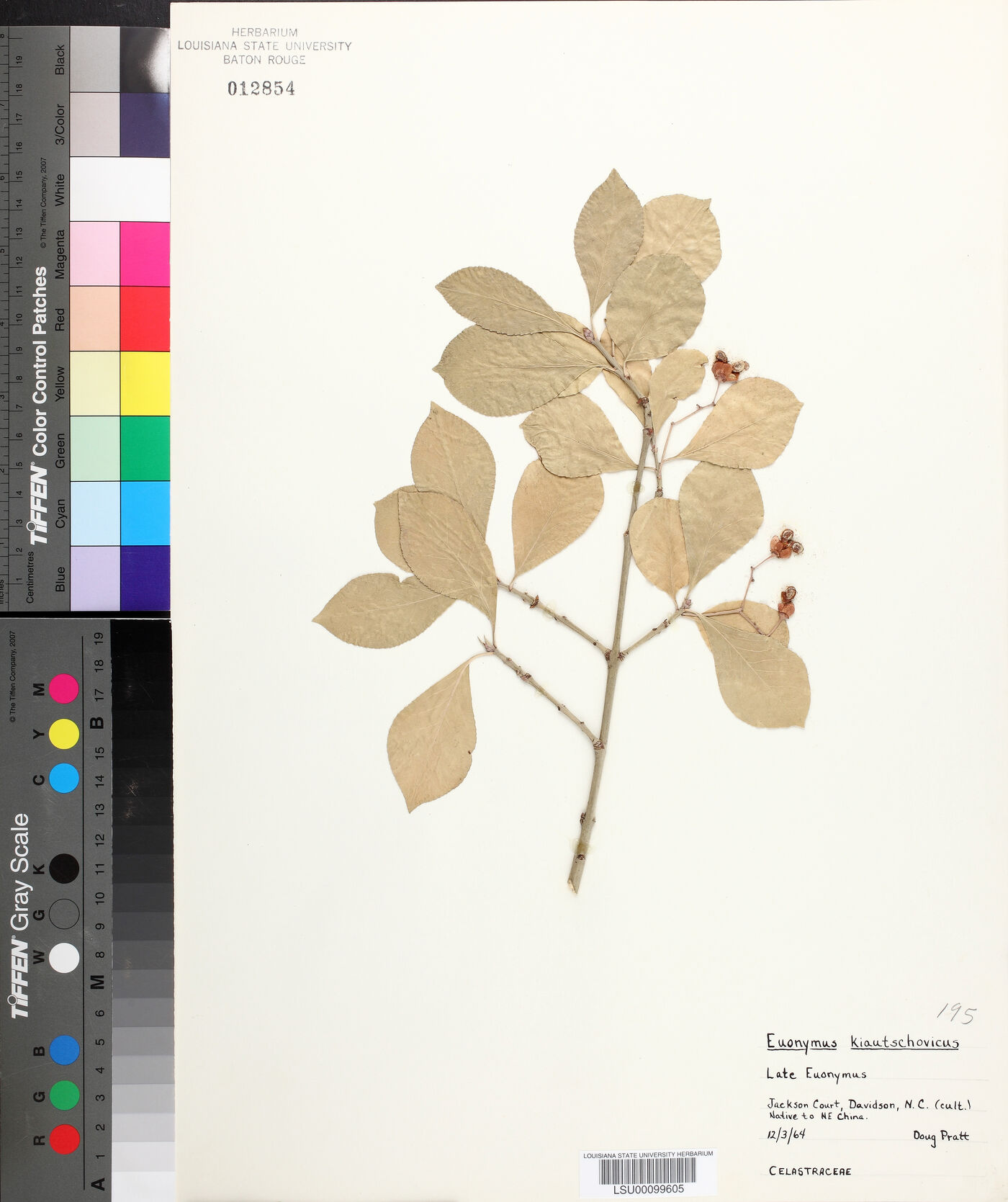 Euonymus kiautschovicus image