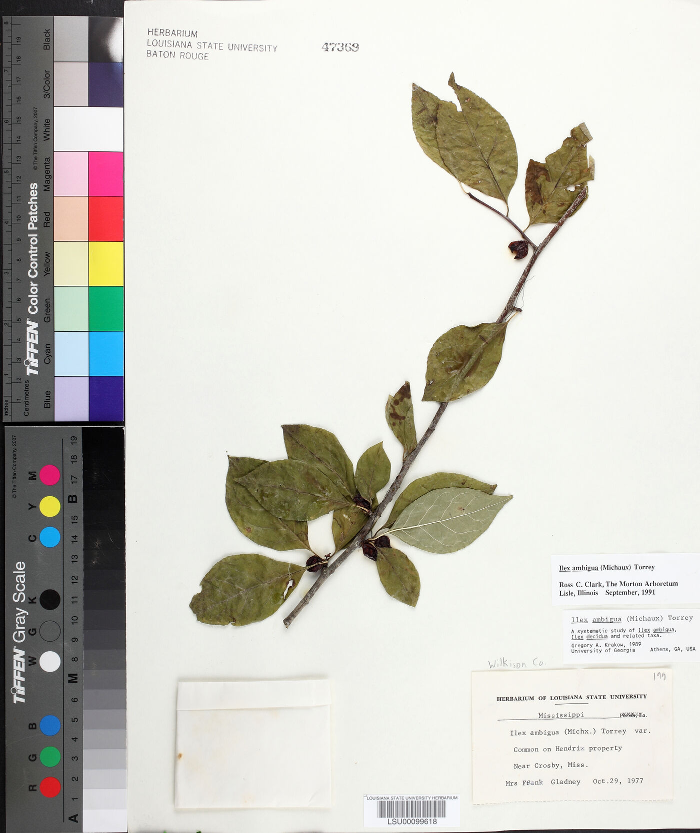 Ilex ambigua image