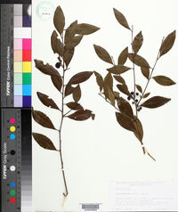 Ilex coriacea image