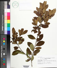 Ilex coriacea image