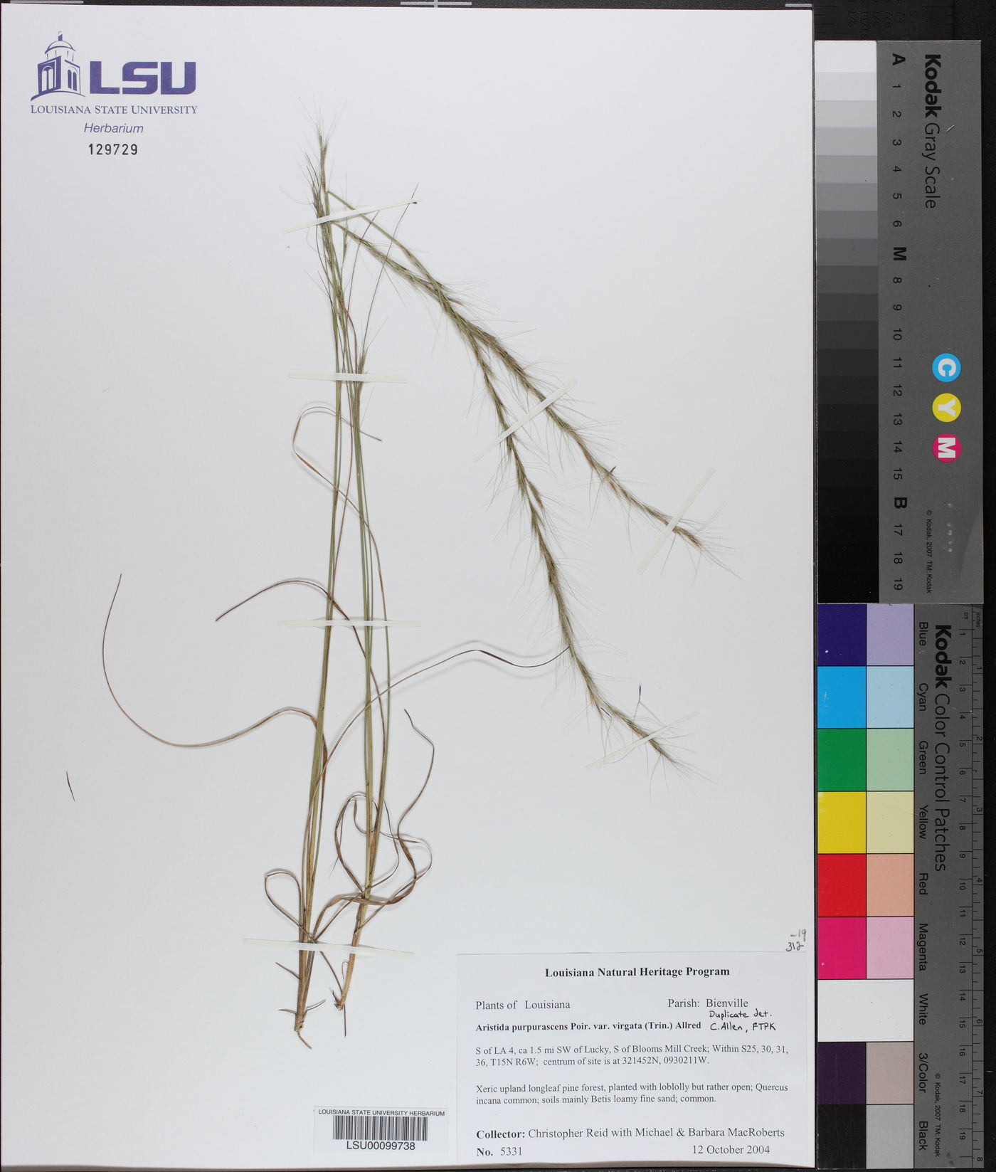 Aristida purpurascens var. virgata image