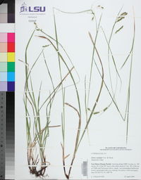 Carex oxylepis image