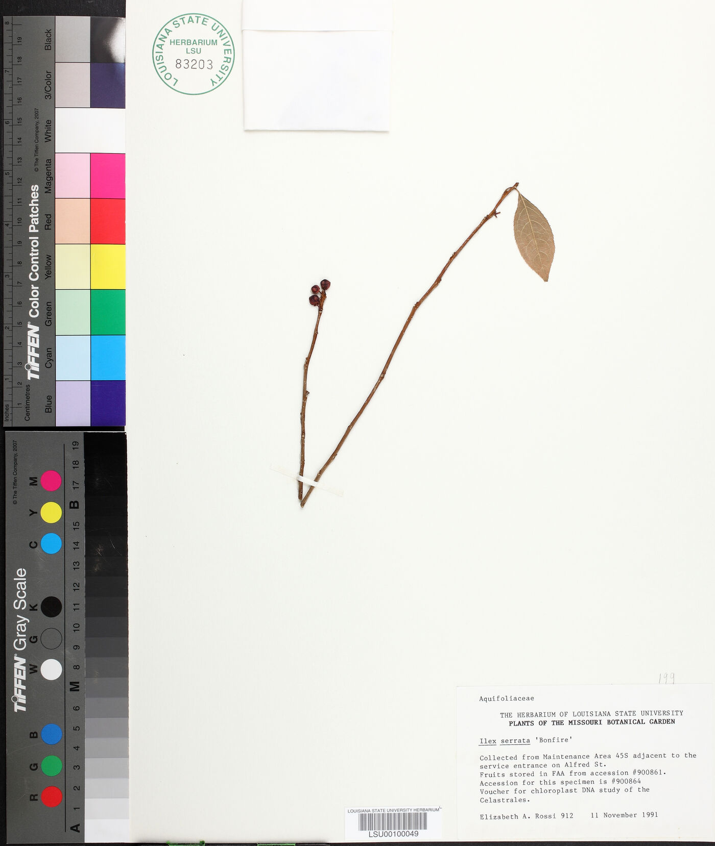 Ilex serrata image