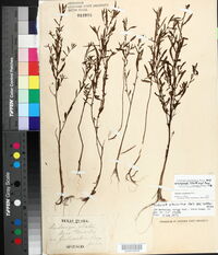Ludwigia glandulosa subsp. brachycarpa image