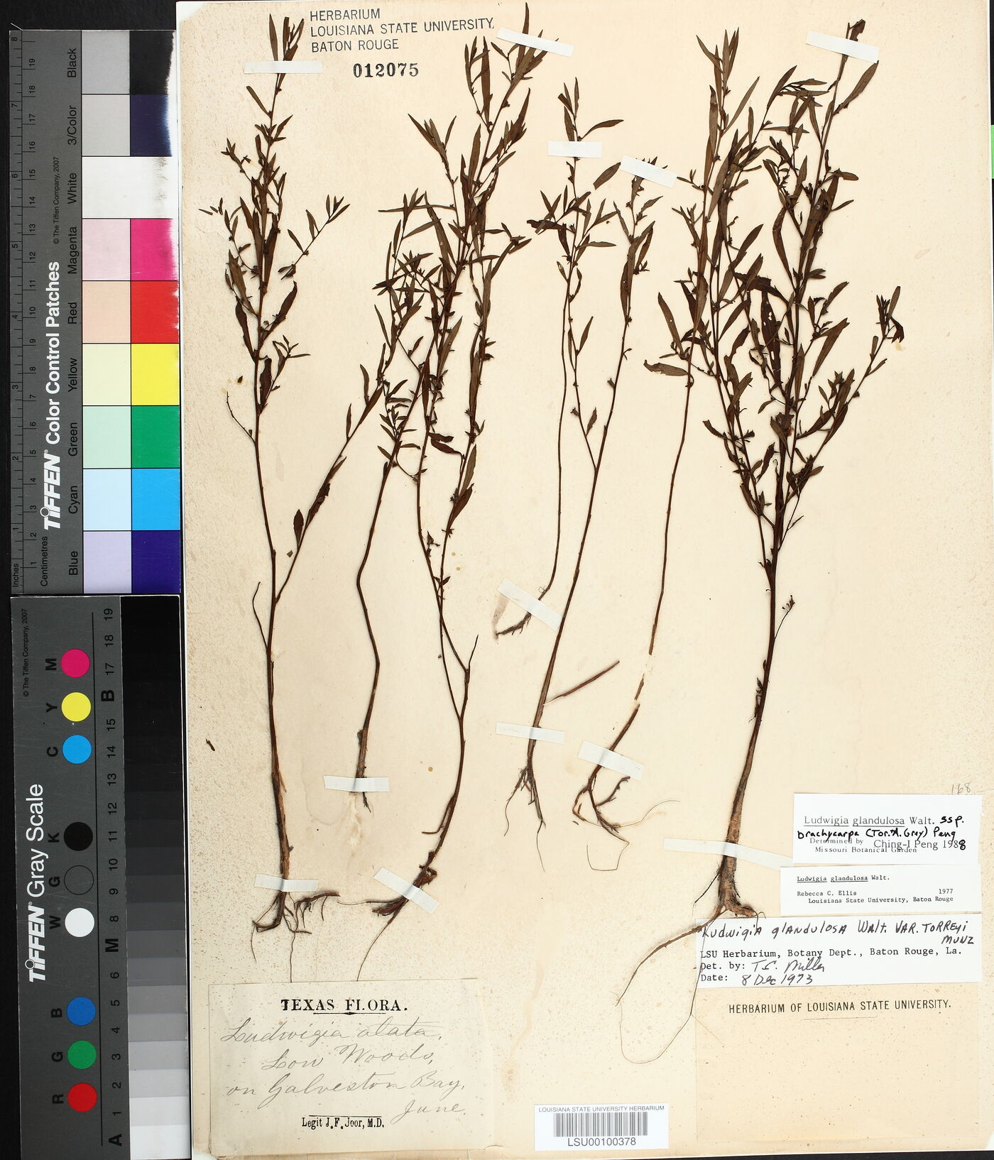 Ludwigia glandulosa image