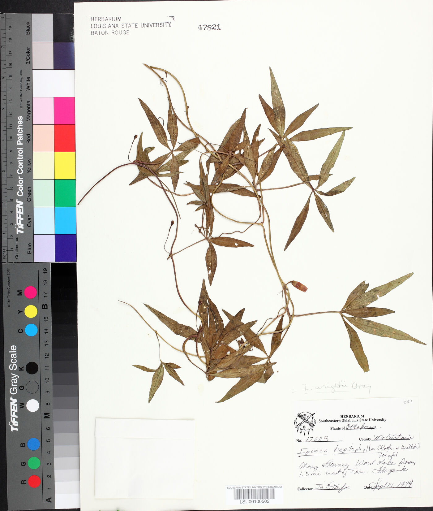 Ipomoea wrightii image