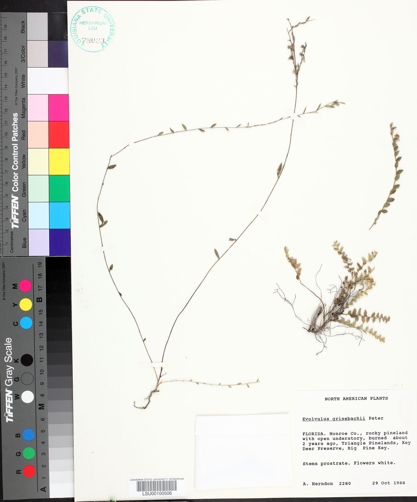 Evolvulus grisebachii image