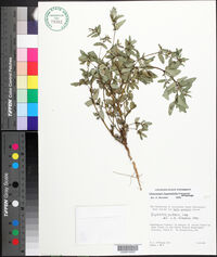 Chamaesyce hyssopifolia image