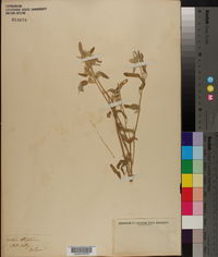 Croton ellipticus image