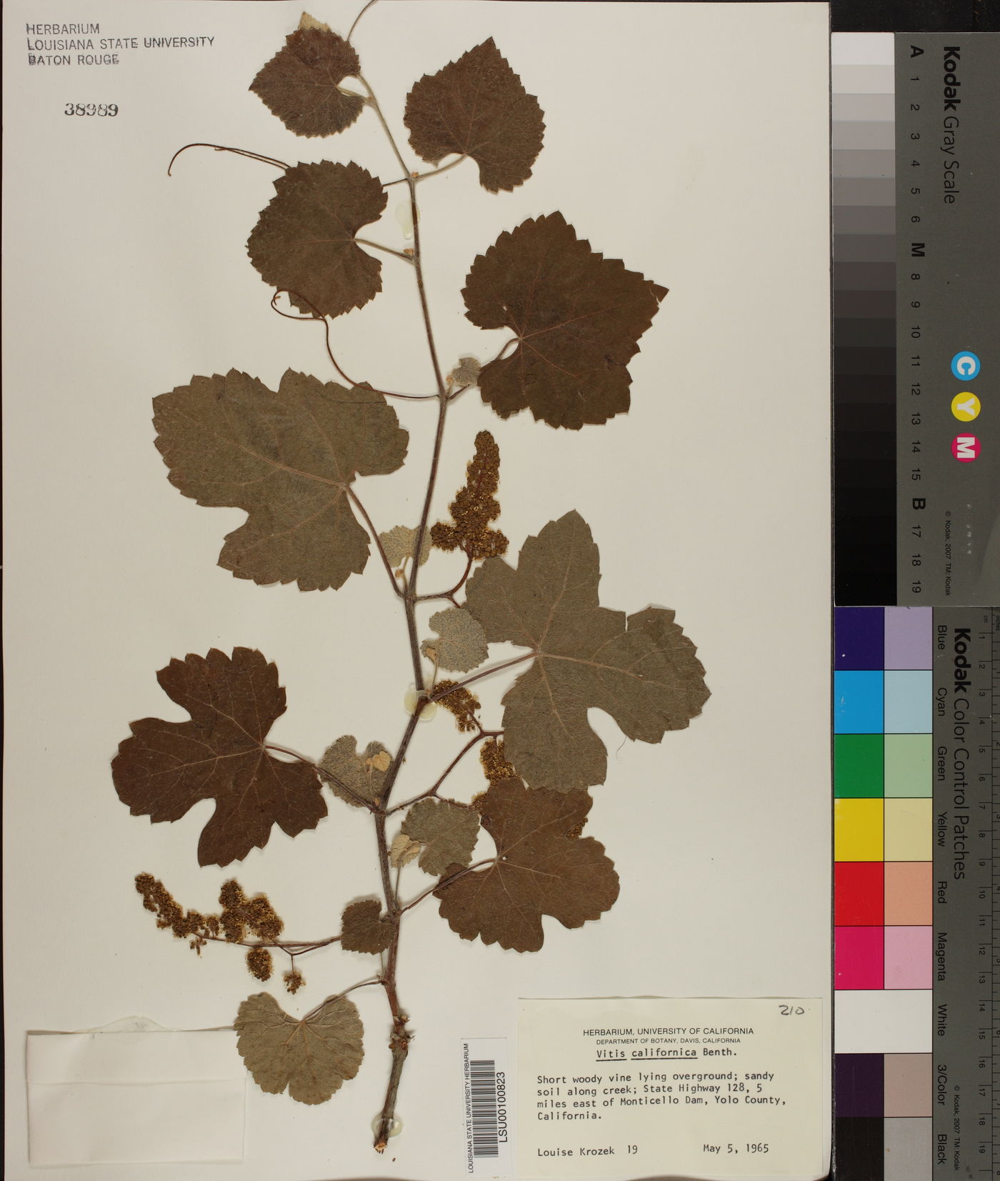 Vitis californica image