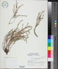 Phyllanthus polygonoides image