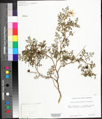 Solanum tenuipes image