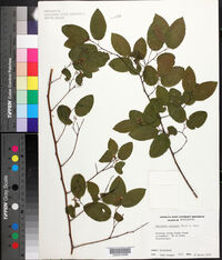 Berchemia scandens image