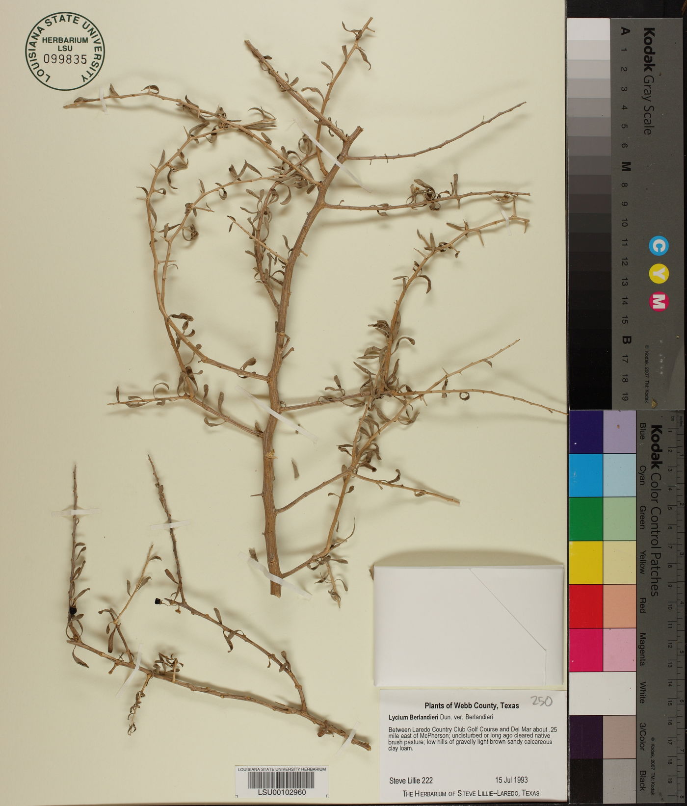 Lycium berlandieri var. berlandieri image