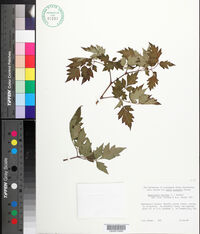 Nekemias arborea image