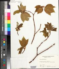 Acer pensylvanicum image