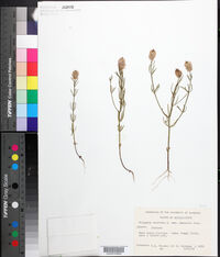 Polygala ramosior image