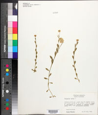 Polygala lutea image