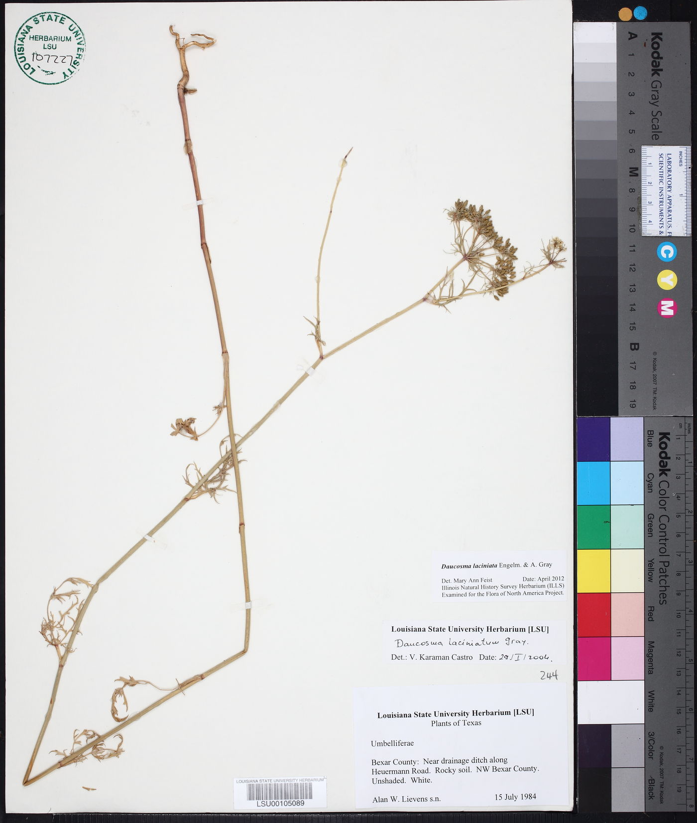 Daucosma laciniata image
