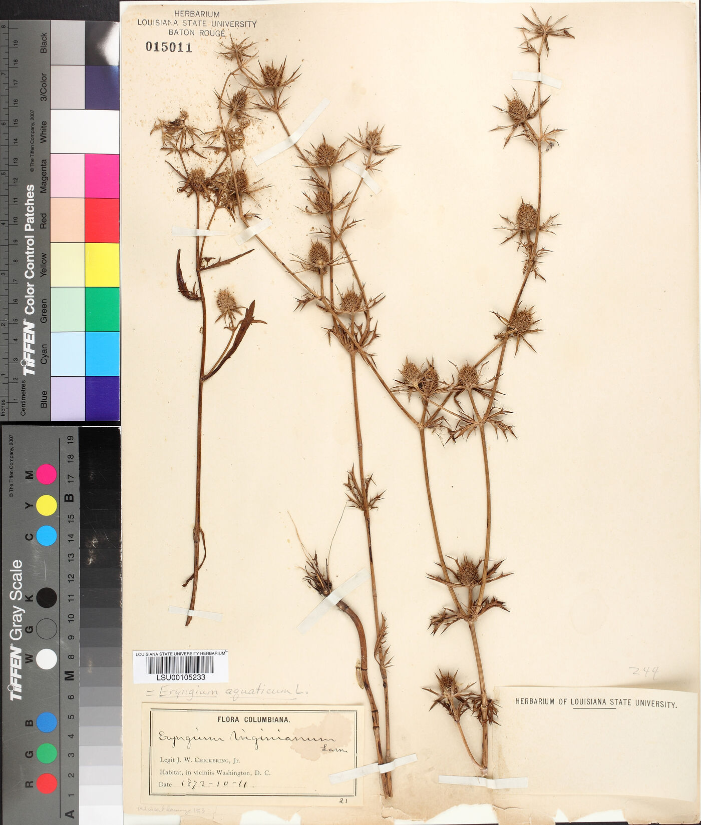 Eryngium aquaticum image